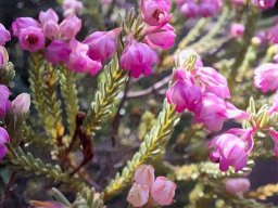 Erica baccans flowers